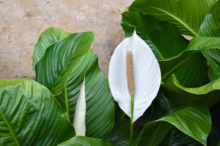Spathiphyllum Wallisii, Peace Lilyの写真素材