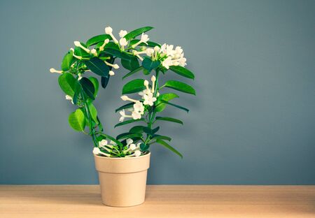 Stephanotis Floribunda, Madagascar Jasmine.の写真素材