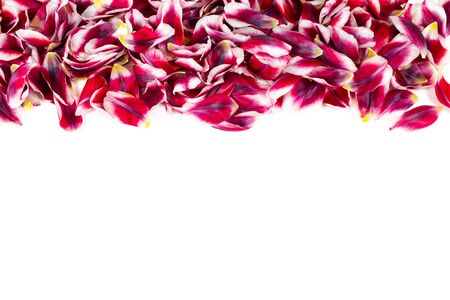 Horizontal border with fresh red colored tulip petals isolated on white background.の写真素材