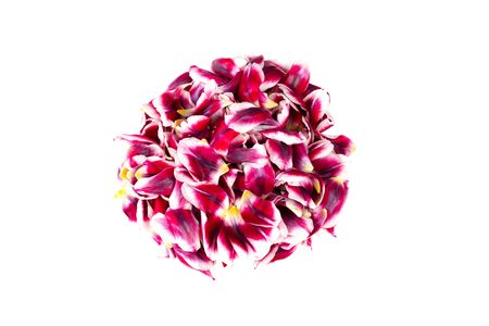 Abstract flower bouquet with tulip petals.の写真素材
