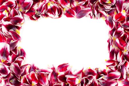 Romantic flower frame. Border of red tulip petals isolated on a white background.の写真素材