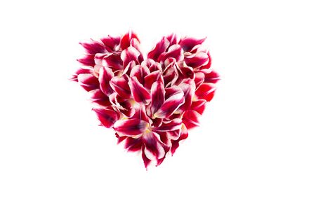 Full heart made from red rose tulip leaves isolated on a white background. Valentines day theme.の写真素材