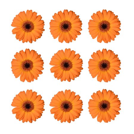 Set of orange gerbera flowers isolated on white background.の写真素材