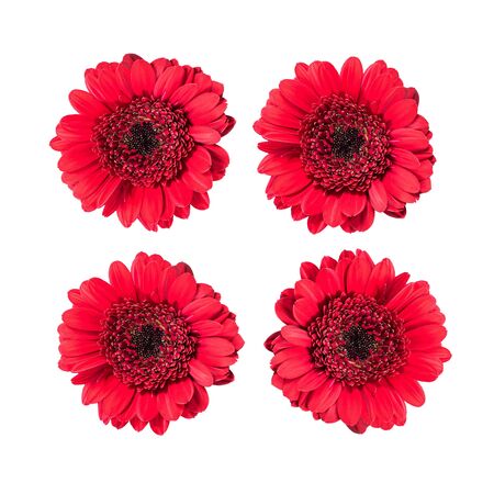 Set of red gerbera daisy flowers isolated on white.の写真素材