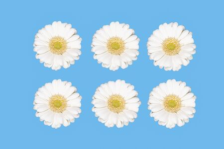 White gerbera daisy flowers isolated on blue background.の写真素材