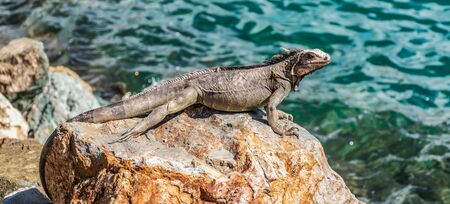 Female iguana on a rock at the port of Charlotte Amalie, St Thomas.の写真素材
