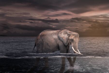 African elephant in the water.の写真素材