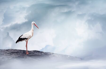 White stork on a mountain rock in the cloudy sky.の写真素材