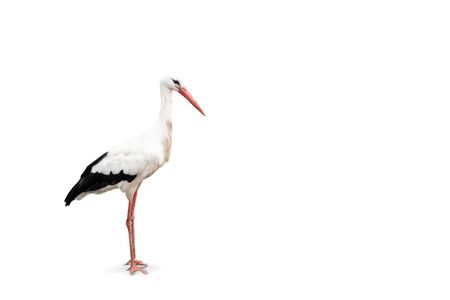 White stork isolated on white background. Side view of full body and space for copy.の写真素材