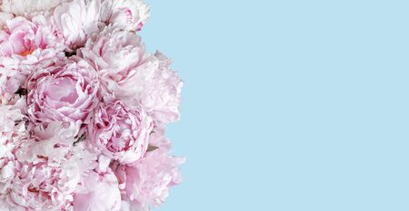 Soft pink peony flower bouquet on blue background.の写真素材