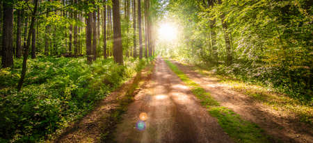Sunrise landscape with path through the deciduous forest.