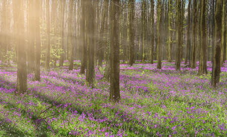 Beautiful spring forest landscape with purple bluebells and misty sun rays through the tall trees of the Hallerbos in Belgium.の写真素材