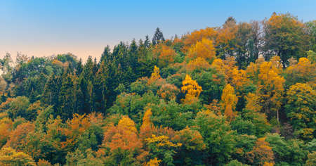 Autumn forest landscape in the Ardennes.