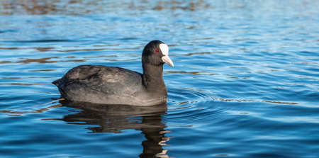 Eurasian coot or common coot swimming in the water.の写真素材