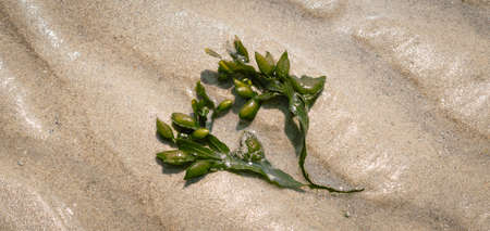 Seaweed leaf on the beach.