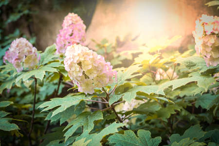 Hydrangea Quercifolia. Hydrangea with oak shaped leaves and creamy white pink colored cone shaped flower heads on a sunny day.の写真素材