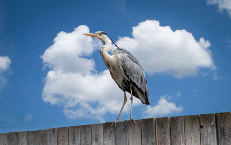 Great blue heron standing on wall against blue sky.の写真素材