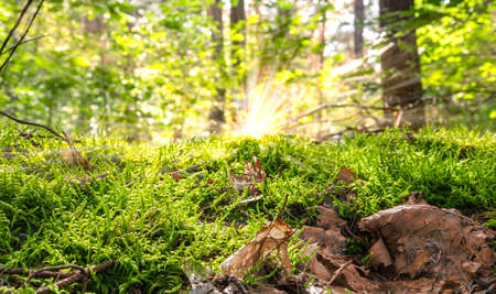 Moss in the sunny forest. Close up.の写真素材