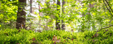 Green moss texture bottom with forest background. Nature banner.の写真素材