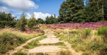 Hiking trail through beautiful heather landscape in nature reserve Mechelse Heide, Maasmechelen, Belgium.の写真素材