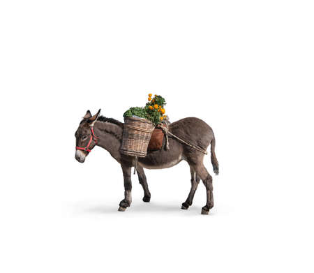 Side view of adorable donkey with basket isolated on white.