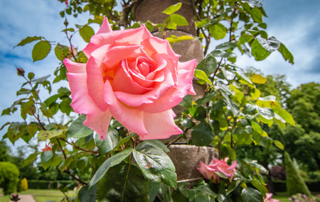 Pink rose in beautiful garden.の写真素材