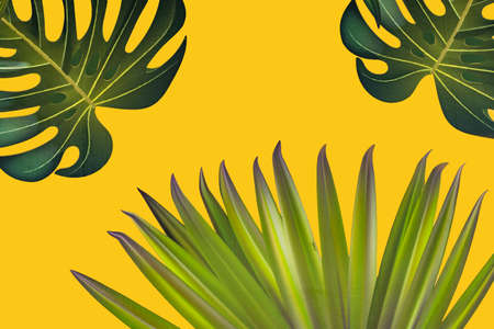 Yellow background with tropical leaves. Monstera and variety of palm leaf.の写真素材
