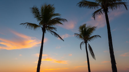 Silhouette of coconut palm trees at dusk.の写真素材