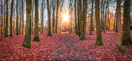 Fallen autumn leaves covering the forest ground as a red carpet.の写真素材