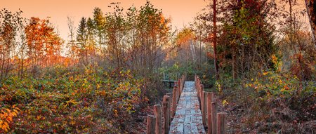 Wooden walkway in the autumn forest in the morning. Hiking trail in National Park, Belgium.の写真素材