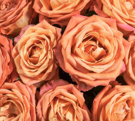 Orange roses bouquet. Floral background.の写真素材