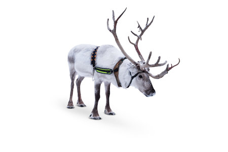 Reindeer with harness isolated on white background.の写真素材