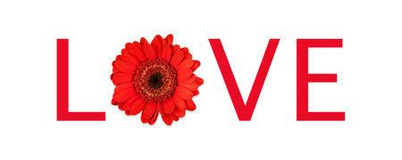 Red gerbera on a white background with the word love.の写真素材