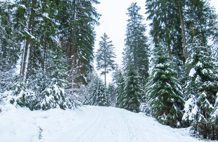 Winter road in the forest. Snow-covered fir trees. Winter landscape.