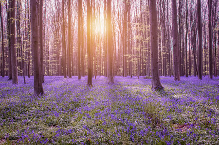 Beautiful spring forest with bluebells. Early morning in the forest.の写真素材