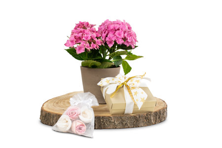 Pink hydrangea and gift box isolated on white background.の写真素材