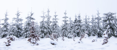 Snowy fir trees in winter forest.の写真素材