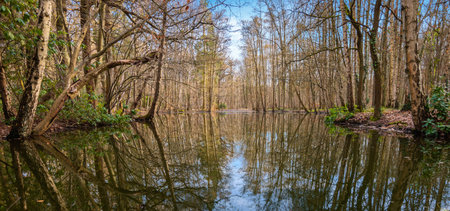 Beautiful panoramic view with reflection of bare deciduous trees in the forest lake in Belgium.の写真素材
