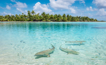 Sharks swimming in the lagoon close at the beach.の写真素材