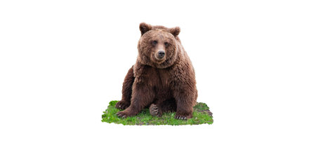 Big brown bear sitting on grass isolated on white background.の写真素材