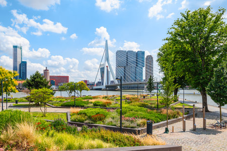 Landscape with green plants in a cozy city park near the river and port of Rotterdam. Skyline with bridge on the background.の写真素材