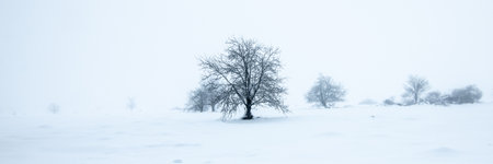 Bare tree in white peaceful snow landscape. Winter panorama.の写真素材
