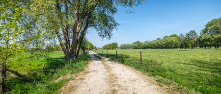 Panoramic view of country road through green meadow.の写真素材