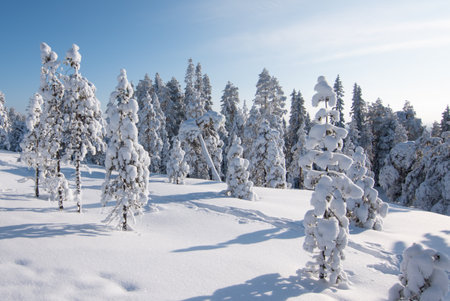 Winter landscape with snow covered trees in Ounasvaara, Rovaniemi, Finland.の写真素材