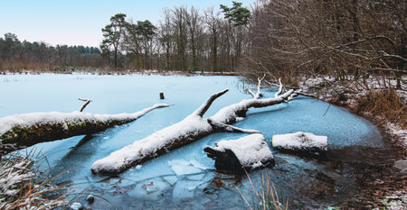 Winter landscape with frozen lake and fallen tree trunks in forest.の写真素材