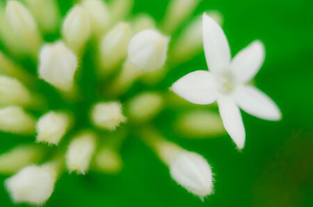Unfocused blur white flowers  background, abstract romance background, pastel and soft flower card.Â の写真素材