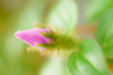 Unfocused blur purple flowers  background, abstract romance background, pastel and soft flower card.Â の写真素材