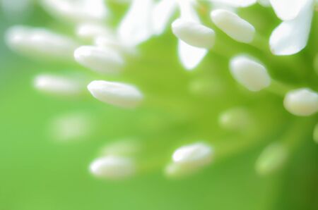 Unfocused blur white flowers  background, abstract romance background, pastel and soft flower...