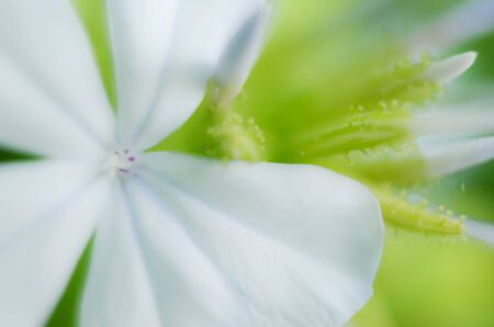 Unfocused blur purple flowers  background, abstract romance background, pastel and soft flower card.Â の写真素材