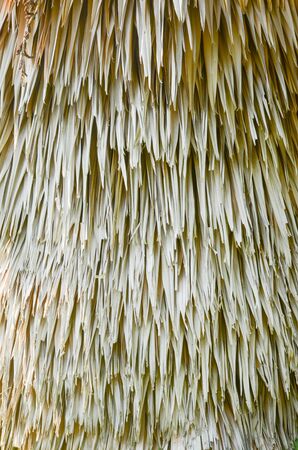 Texture of dry palm leavesの写真素材